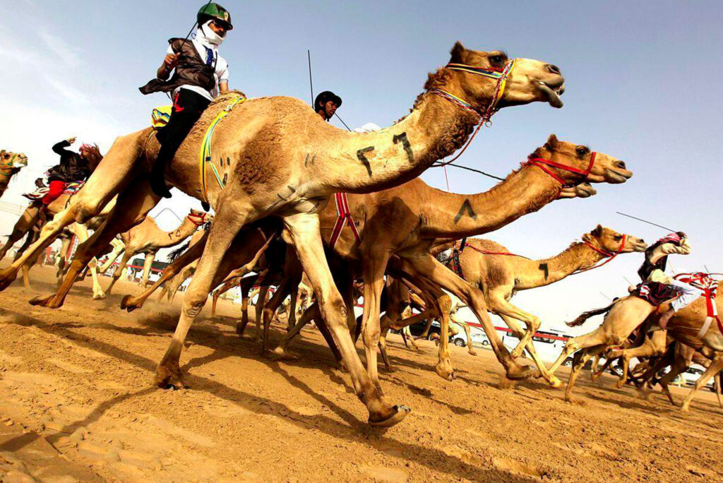 Camel Racing Experience